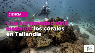 Una enfermedad está matando los corales en Tailandia