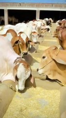 Eid Mubarak gifts for all