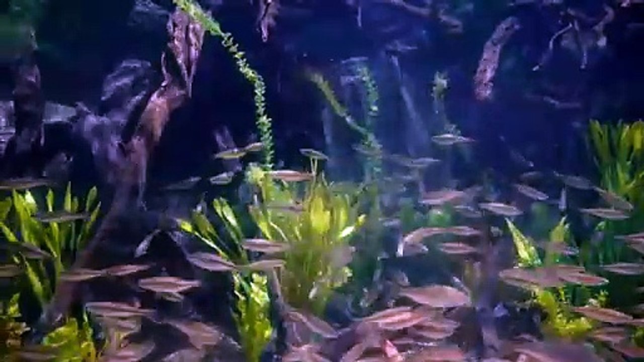 Gardaland Sea Life, per la Giornata mondiale dell’ambiente una vasca speciale di alborelle