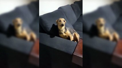 Cadela viraliza 'fazendo charme' com áudio carinhoso