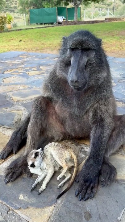 Enjoy the best funny reels on my channel. Let's support each other by subscribing each other channel permanently