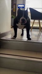 ¿Quién más lleva su viernes así como este perrito?