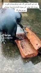 Achi bate peer ajmal Raza Qadri