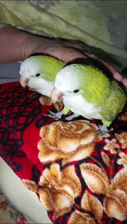 Parrotts video
