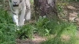 Zoo Parc de Beauval France _ White Tiger