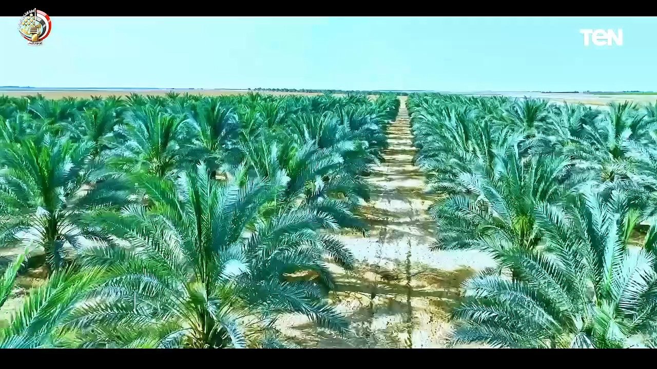 حلقة خاصة حول بدء موسم حصاد القمح في "توشكى 4"| درع الوطن