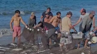 Pescadores artesanais celebram lanço de tainha em Armação do Itapocoróy