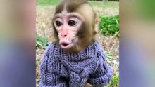 الكلاب_الطيفه_اصبحت_وحوش_!___تحول_الحيوانات