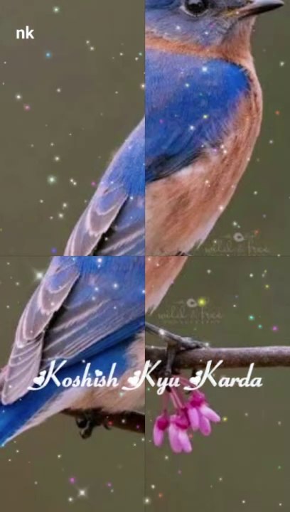 Beautiful birds