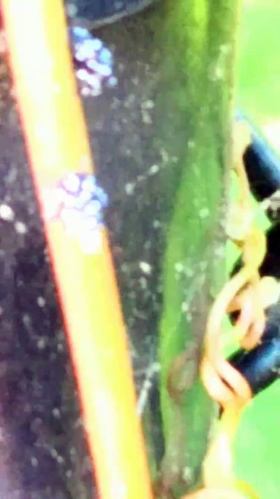 New Discovery or Rarest Bug of USA