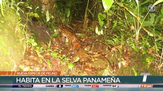 TR Verde: Nueva especie de felino descubierta en Panamá