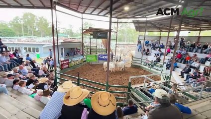 Gympie Brahman female sale record broken | June 1, 2024 | Queensland Country Life