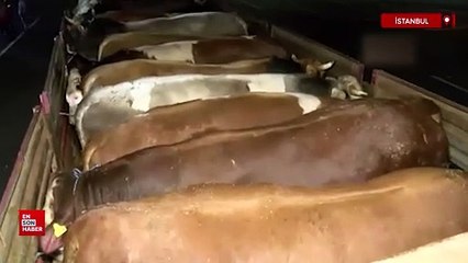 Kurbanlık hayvanların İstanbul'a girişi başladı