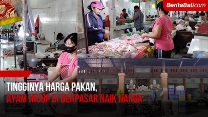 Tingginya Harga Pakan, Ayam Hidup di Denpasar Naik Harga