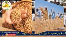 Good News gandam ka rate 2024 | wheat price today in punjab/2024 گندم کا ریٹ