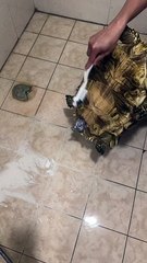 What is going on with this turtle?