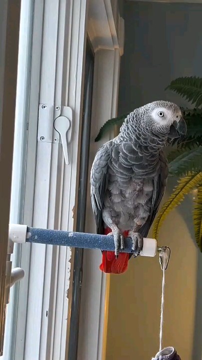 "Talking Parrot Says 'Hello Baby, Give Me a Kiss'"