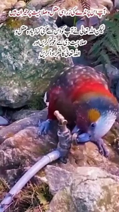 Birds video