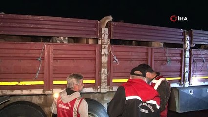 İstanbul’a kurbanlık hayvan girişleri başladı