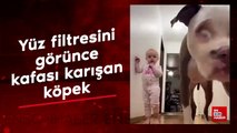 Yüz filtresini görünce kafası karışan köpek