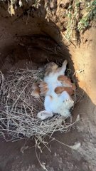 خرگوش اپنے بچوں دودھ پلا رہا ہے