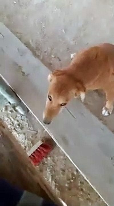 Fanny_video | comedy_video