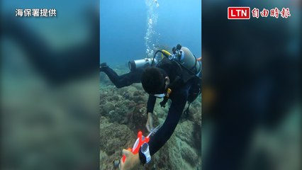慶祝世界珊瑚日🌊 海保署攜手20家潛水業者成立「珊瑚特潛聯盟」