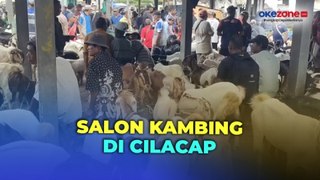 Jelang Idul Adha, Pedagang Percantik Tampilan Kambing di Salon Khusus di Cilacap