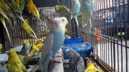 Wings Unleashed: Captivating Moments with Aviary Parrots