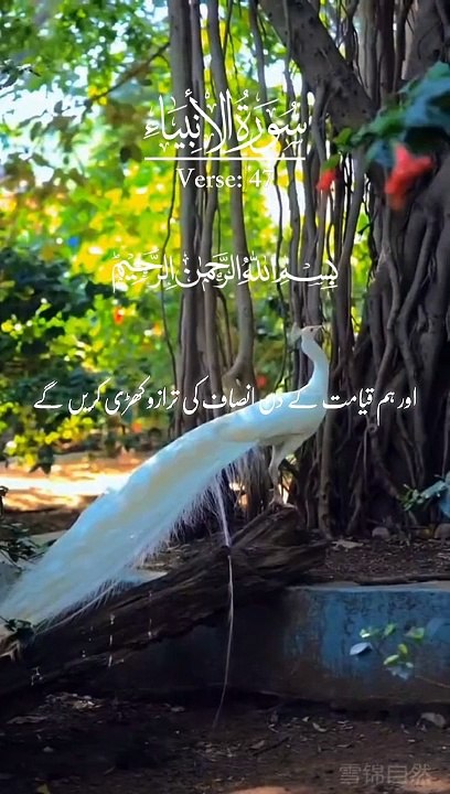 Beautiful Quran Recitation