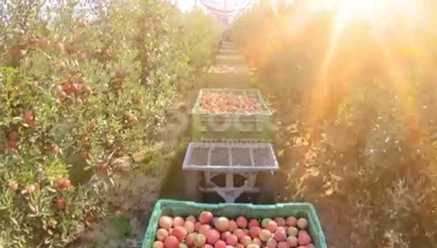 Apple harvesting |apple production |apple garden |apple farming |apple cultivation |viral |shorts |greenfieldTV
