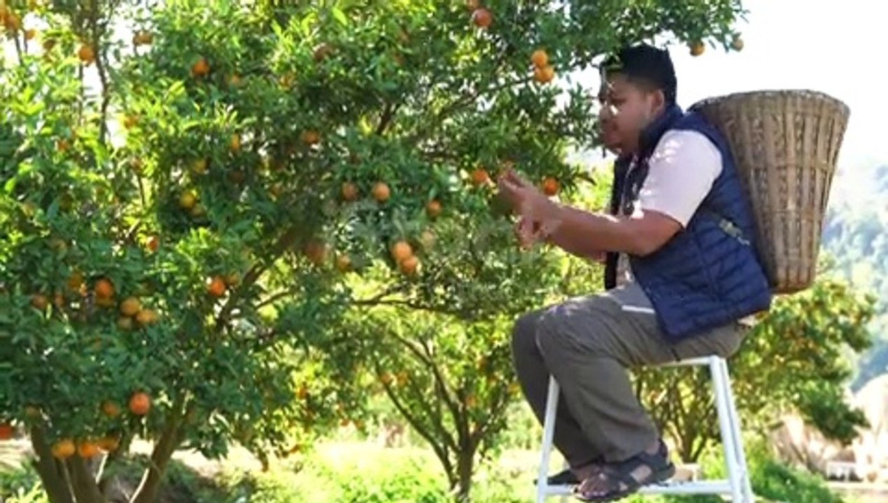 Orange  garden |Orange harvesting |orange farming |orange country |orange cultivation |orange cutting #orange production |viral |shorts |agriculturalfarmingchannel |greenfieldTV