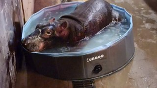 Europe's most important Baby Hippo born in Yorkshire