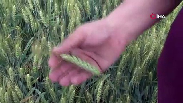 Eskişehir'de hasat yakın, çiftçi kara kara düşünüyor: 1 ekmek etmiyor!