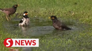 Indian veterinarian treats birds caught in scorching heatwave