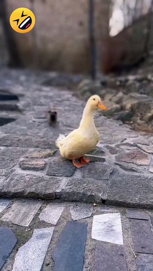 ⁣Funny*funny animals*funny animals video*animals sound*animals