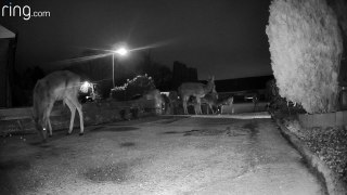 Herd of deer graze in resident’s front garden