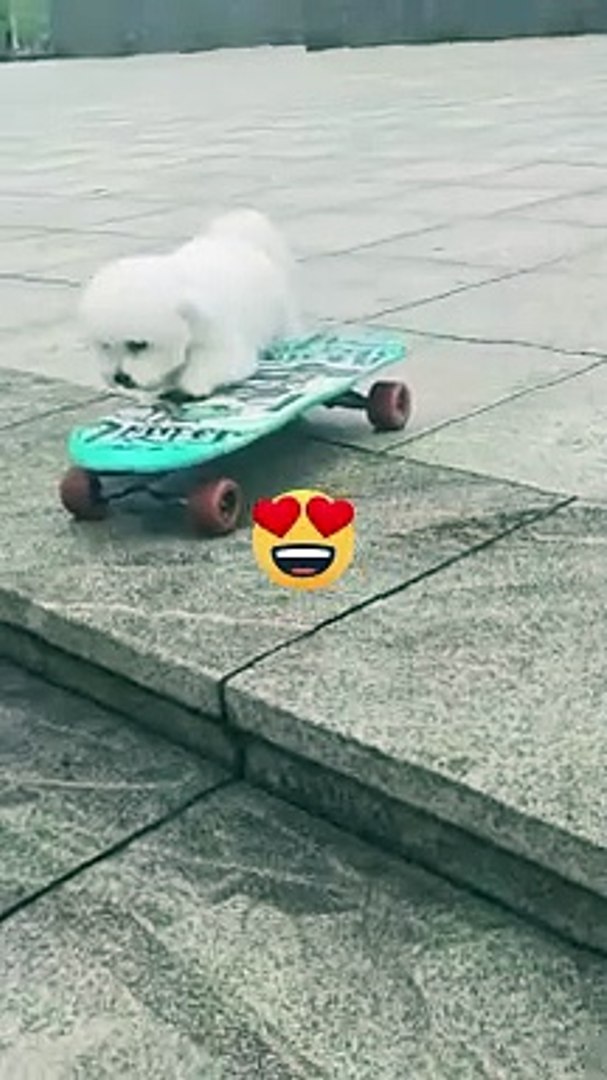 ⁣Funny animals video*funny*funny video*funny dog*funny cat*funny video*