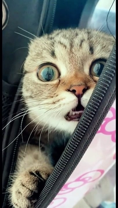 Cute kittens