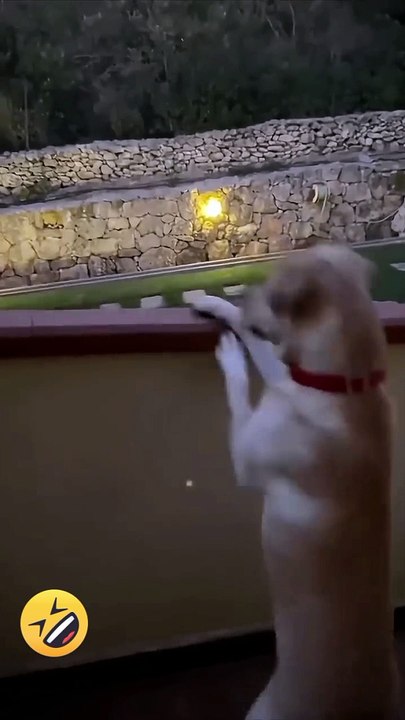 Funny animals video*funny video*animals video*comedy*animals sound*animals