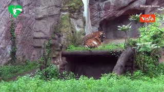 La tigre del Bioparco di Roma Kala compie sei mesi