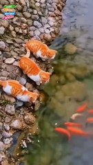 cat catching a fish so funny much watch