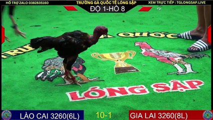 Đá Gà C1 Trực Tiếp Gà Chọi C1 Lóng Sập 01/06/2024|Zalo 0382835160