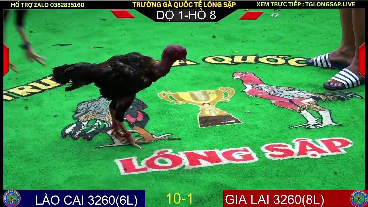 Đá Gà C1 Trực Tiếp Gà Chọi C1 Lóng Sập 01/06/2024|Zalo 0382835160