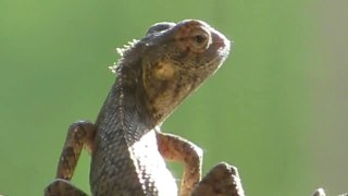 IS THIS INDIAN CHAMELEON WHISTLING _ AMAZING NATURE