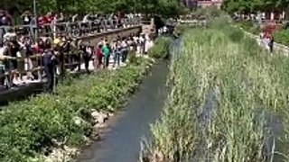 Carrera de patitos de goma en Pajarillos