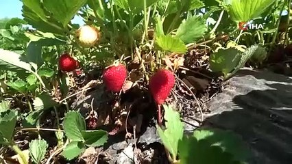 Malatya'da 'kırmızı elmas' hasadı başladı, özenle paketleniyor: Kilosu 70 TL!