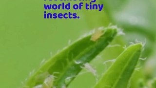 Top 10 Smallest Insects in The World