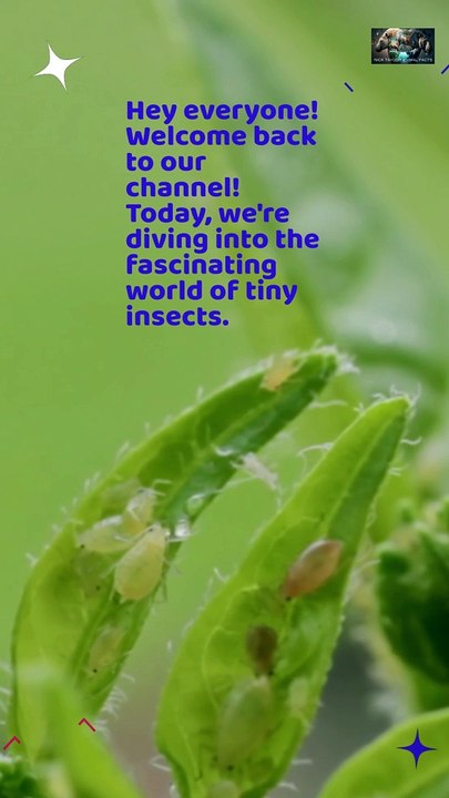 Top 10 Smallest Insects in The World