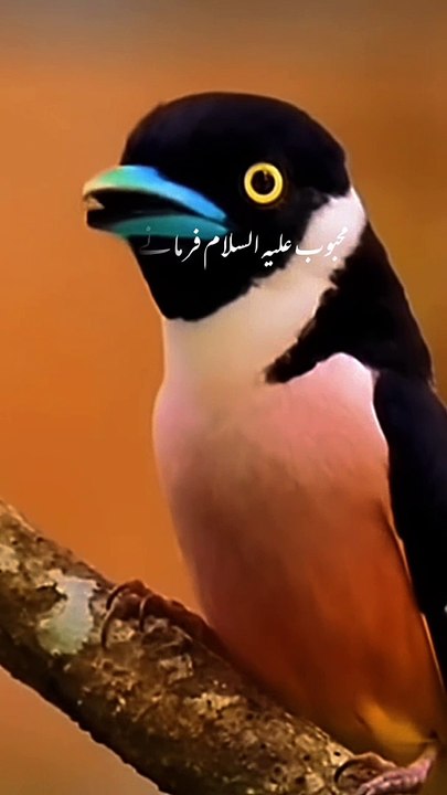 Nabi Pak Sallallahu Alaihi Wasallam ne farmaya